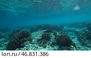 Underwater world of Similan islands, Thailand. Стоковое видео, видеограф Михаил Коханчиков / Фотобанк Лори