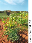 Астрагал лисий  ( Astragalus vulpinus Willd ) Цветущий склон горы Богдо. Нижний Баскунчак, Ахтубинский район, Богдинско-Баскунчакский заповедник. Стоковое фото, фотограф Павел Просянов / Фотобанк Лори