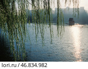 Плакучие Ивы, городской пруд ( Лебединное Озеро ), утро, домик лебедей. Астрахань. Стоковое фото, фотограф Павел Просянов / Фотобанк Лори