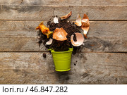 Ведро с органическими отходами и почвой на деревянном фоне. Концепция компостирования и переработки. Стоковое фото, фотограф Pixel_shot / Фотобанк Лори