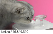 White beautiful well-groomed cat. Action. A pet playing with a small water fountain on a blue background. Стоковое фото, фотограф Данил Руденко / Фотобанк Лори