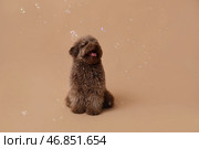 Милый пудель и мыльные пузыри на коричневом фоне. Стоковое фото, фотограф Pixel_shot / Фотобанк Лори