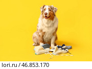 Смешная собака породы австралийская овчарка в кроссовках на жёлтом фоне. Стоковое фото, фотограф Pixel_shot / Фотобанк Лори