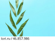 Зеленые листья ивы на цветном фоне. Стоковое фото, фотограф Pixel_shot / Фотобанк Лори