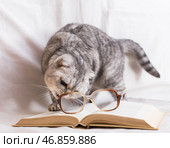 Playful scottish fold cat gnawing eyeglasses lying on open book. Стоковое фото, фотограф Татьяна Яцевич / Фотобанк Лори