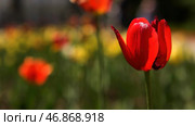Beautiful tulip flowers in a city alley, beautification of the urban territory. Стоковое фото, фотограф David Kashakhi / Фотобанк Лори