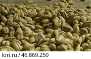 A pile of many green unroasted ethiopian coffee seeds for the beverage preparation. Стоковое фото, фотограф David Kashakhi / Фотобанк Лори