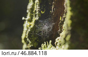 Large spiderweb , on a tree, on morning dew, with natural background, very solid cobweb. Стоковое фото, фотограф David Kashakhi / Фотобанк Лори