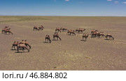 Aerial view of Bactrian camels group in Mongolia. Стоковое видео, видеограф Михаил Коханчиков / Фотобанк Лори
