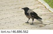 Black jungle crow standing and eating a piece of bread on the road. Стоковое фото, фотограф David Kashakhi / Фотобанк Лори