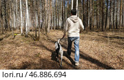 Man walking with a Dalmatian dog, view from the back. Стоковое фото, фотограф David Kashakhi / Фотобанк Лори