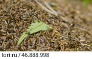 Ants moving in anthill Marco many insects background. Стоковое фото, фотограф David Kashakhi / Фотобанк Лори