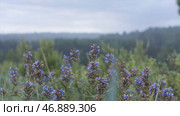 Medicinal and nectar plant, blossoming Dracocephalum moldavica in a rainy summer day. Стоковое фото, фотограф David Kashakhi / Фотобанк Лори