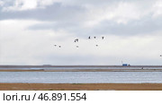 Wild ducks are flying high in the blue sky with white clouds. Стоковое фото, фотограф David Kashakhi / Фотобанк Лори