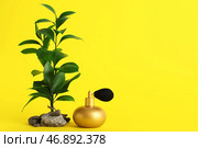 Золотая бутылка парфюма с растением на желтом фоне. Стоковое фото, фотограф Pixel_shot / Фотобанк Лори