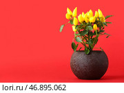 Перечное дерево в горшке на красном фоне. Стоковое фото, фотограф Pixel_shot / Фотобанк Лори