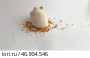 A small Syrian hamster eats seeds on a white background. Concept of food for domestic rodents. Стоковое видео, видеограф Ефанова Екатерина / Фотобанк Лори