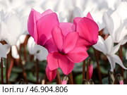 Розовые цикламены. Стоковое фото, фотограф Сергей Карпухин / ТАСС / Фотобанк Лори