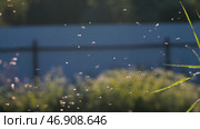 White midges fly randomly with the forest on the background. Стоковое фото, фотограф David Kashakhi / Фотобанк Лори