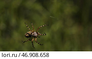 Summer natural landscape with a spider in the center of the web. Стоковое фото, фотограф David Kashakhi / Фотобанк Лори