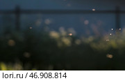 Swarm of midges flies in summer meadow. Стоковое фото, фотограф David Kashakhi / Фотобанк Лори