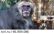 Close up of sad monkey eating food and chewing inside the aviary. Стоковая иллюстрация, иллюстратор David Kashakhi / Фотобанк Лори