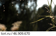 Many small insects are gathered in one place in front of green trees are out of focus. Стоковое фото, фотограф David Kashakhi / Фотобанк Лори