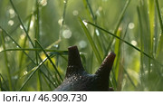 Amazing cute slug on blurred green grass background with drops of water. Стоковое фото, фотограф David Kashakhi / Фотобанк Лори