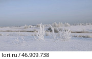 Winter landscape with frosty bushes in the sunny morning, tranquil winter nature in sunlight. Стоковое фото, фотограф David Kashakhi / Фотобанк Лори