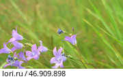 Small purple flowers growing in the green grass fluctuate slightly from the wind. Стоковое фото, фотограф David Kashakhi / Фотобанк Лори