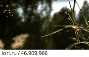 Small black insects fly on the green grass under the rays of the sun. Стоковое фото, фотограф David Kashakhi / Фотобанк Лори