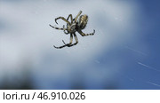 Close up of spider in a web on blurred blue sky background with clouds. Стоковое фото, фотограф David Kashakhi / Фотобанк Лори