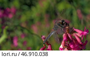 Blooming pink and purple meadow and a dragonfly on the flowerbed in the garden. Стоковое фото, фотограф David Kashakhi / Фотобанк Лори