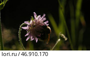 Close up of insect in the summer field on blurred background. Стоковое фото, фотограф David Kashakhi / Фотобанк Лори