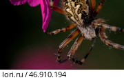 Bright purple flowers with cobwebs on which he hangs on his paws. Стоковое фото, фотограф David Kashakhi / Фотобанк Лори
