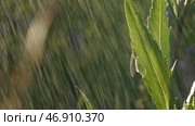 Macro photography where a small blacksmith sits in the grass and it rains and then ends. Стоковое фото, фотограф David Kashakhi / Фотобанк Лори