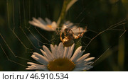 Close-up of spider on meadow flower on sunny day. Стоковое фото, фотограф David Kashakhi / Фотобанк Лори