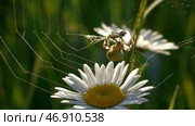 Macrocosm on sunny day in summer meadow. Стоковое фото, фотограф David Kashakhi / Фотобанк Лори