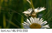 Macrocosm on sunny day in summer meadow. Стоковое фото, фотограф David Kashakhi / Фотобанк Лори