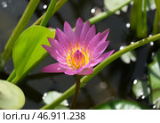Blooming nymphea closeup (Lat. - nymphaea) Стоковое фото, фотограф Irina Opachevsky / Фотобанк Лори