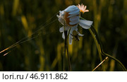 Insect spider sits on flower chamomile on blurred summer meadow background. Стоковое фото, фотограф David Kashakhi / Фотобанк Лори
