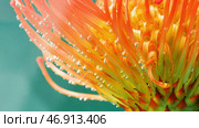 Stock footage.An orange flower with small thin petals on which there are drops of water and which itself sinks into the water. Стоковая иллюстрация, иллюстратор David Kashakhi / Фотобанк Лори
