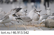 Action.Huge white gulls that eat food on the street and peck it with their big beaks. Стоковое фото, фотограф David Kashakhi / Фотобанк Лори