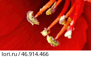 The insides are red.Stock footage.Bright red flowers in the water that are removed and they show small bubbles that accumulate on them. Стоковое фото, фотограф David Kashakhi / Фотобанк Лори