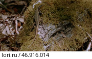 A tree on which a long brown lizard sits and looks into the camera. Стоковое фото, фотограф David Kashakhi / Фотобанк Лори