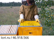 A beekeeper, a woman in a protective suit against bee stings, installs a separation grate in the hive. Beekeeping, care of the hive. Стоковое фото, фотограф Ольга Симонова / Фотобанк Лори