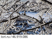 Заледенелые ветки. Стоковое фото, фотограф Ольга Дубровская / Фотобанк Лори