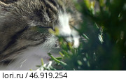 Natural hairball treatment, white, red pet cat eating fresh grass, green oats, emotionally, copy space, the concept of the health of Pets. Стоковое фото, фотограф David Kashakhi / Фотобанк Лори
