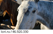 A head shot of a beautiful bay horse. Стоковое фото, фотограф David Kashakhi / Фотобанк Лори