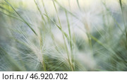 Close up of young green feather grass in the sunlight on a sunny summer day. Стоковое фото, фотограф David Kashakhi / Фотобанк Лори